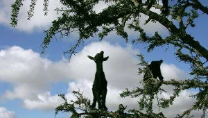 Obchody Światowego Dnia Ochrony Środowiska