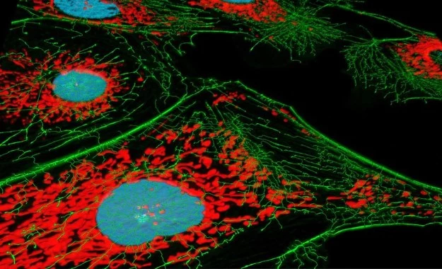 Rozkład mitochondriów w fibroblastach