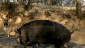 Witetnamska krzyżówka kontra szkodniki