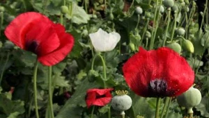 Studium Wiedzy o Sztuce