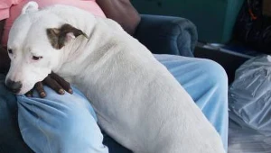 Pit bull należy do jednej z najniebezpieczniejszych ras