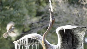 Żurawie zaczynają swoje tańce godowe