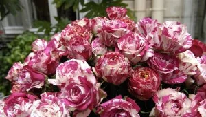 100 lat pana Lucjana