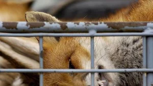 Szczepionki przeciw wściekliźnie w lasach