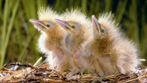 Wybieramy imiona dla piskląt