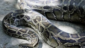 GOPR ostrzega turystów przed żmijami