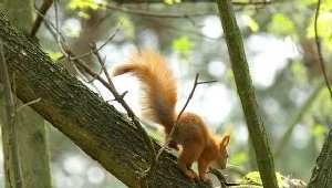 Będą pielęgnować lasy