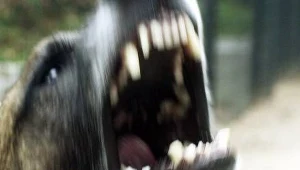 Kobieta zagryziona przez psy