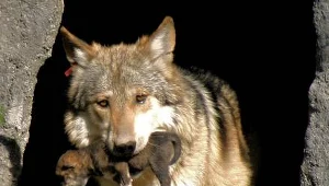 Wilcza ekspansja w polskich lasach