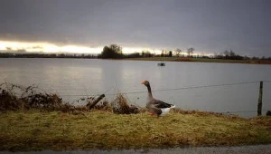 Jesienna migracja gęsi i żurawi