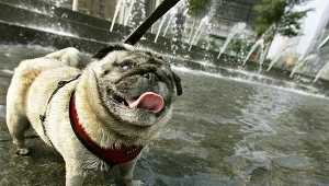 Włocławek: Czworonogi droższe o pięć złotych