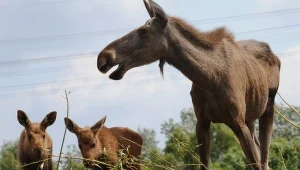 Tablice informacyjne ostrzegające przed łosiami