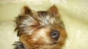 Sonik (2 l.) trafił do rodziny pana Tomasza, gdy miał rok. Był malutkim, mądrym i wesołym psem