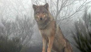 Naukowcy liczą wilki i rysie