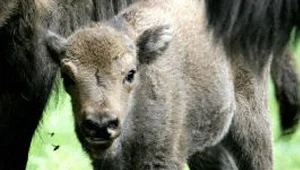Białowieski Park Narodowy powiększy się?
