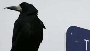 Ratusz nie chce gawronów