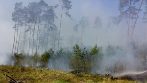 Spłonął 1 hektar młodnika sosnowego.