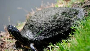 Żółwie błotne z Mazur rozpoczęły wędrówkę na lęgowiska