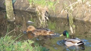 Przedszkole pełne zwierząt