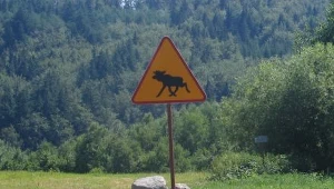 Śmiertelna ofiara zderzenia auta z łosiem