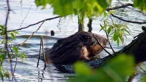 Kończą się pieniądze na "bobrowe" szkody