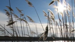Mazury mają szansę stać się cudem natury!