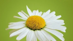 Święto Krainy Rumianku w Hołownie