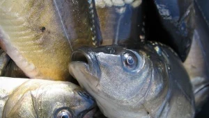 Odbyło się spotkanie osób zainteresowanych założeniem Lokalnej Grupy Rybackiej