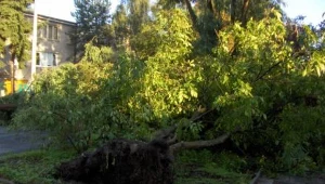 Nowe drzewa w błotnickim parku