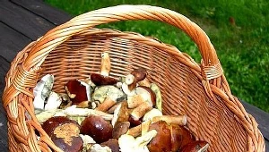 Przy zbieraniu grzybów trzeba zachować ostrożność./fot. A. Szilagyi