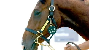Oszukiwali właścicieli koni