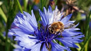 X Podlaska Biesiada Miodowa