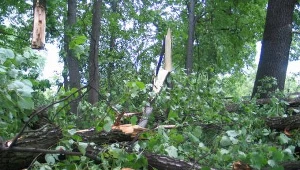 Kryzys nie omija leśników