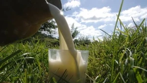 Kluczbork stawia na mleko