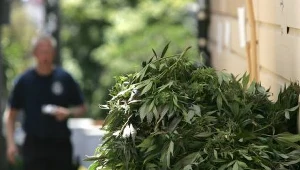 Zlikwidowano trzy plantacje konopi indyjskich