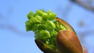 W miastach jest mało zieleni