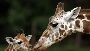 Toruńskie zoo w EAZA