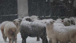 Nowotarskie owieczki też pod śniegiem / fot. Tomasz Gach