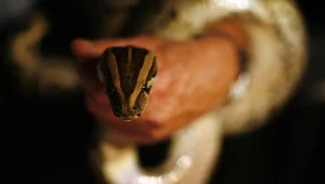 Wąż także może być pacjentem