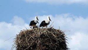 Rusza montaż platform pod bocianie gniazda