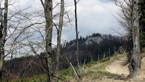 Zwłoki noworodka znalazł w lesie grzybiarz.