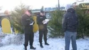 Nie opłaca się kraść choinek z lasu