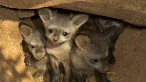 Coraz mniej nietoperzy zimuje w MRU