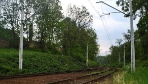 Żubr zginął pod kołami pociągu