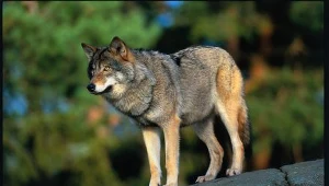 Wilki atakują przed domem. Boją się o dzieci