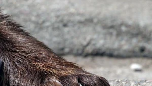 fot. M. Smulczyński