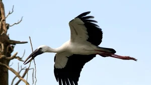 Szkoły zaprzyjaźnione z naturą