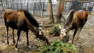 Łosie zimą żywią się głównie igłami sosen i jodeł oraz korą
