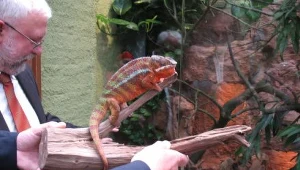 Otwarcie pawilonu Madagaskar we wrocławskim zoo