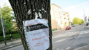 Za wieszanie ogłoszeń na drzewach można dostać nawet 500 zł mandatu./fot. Damian Krzanowski